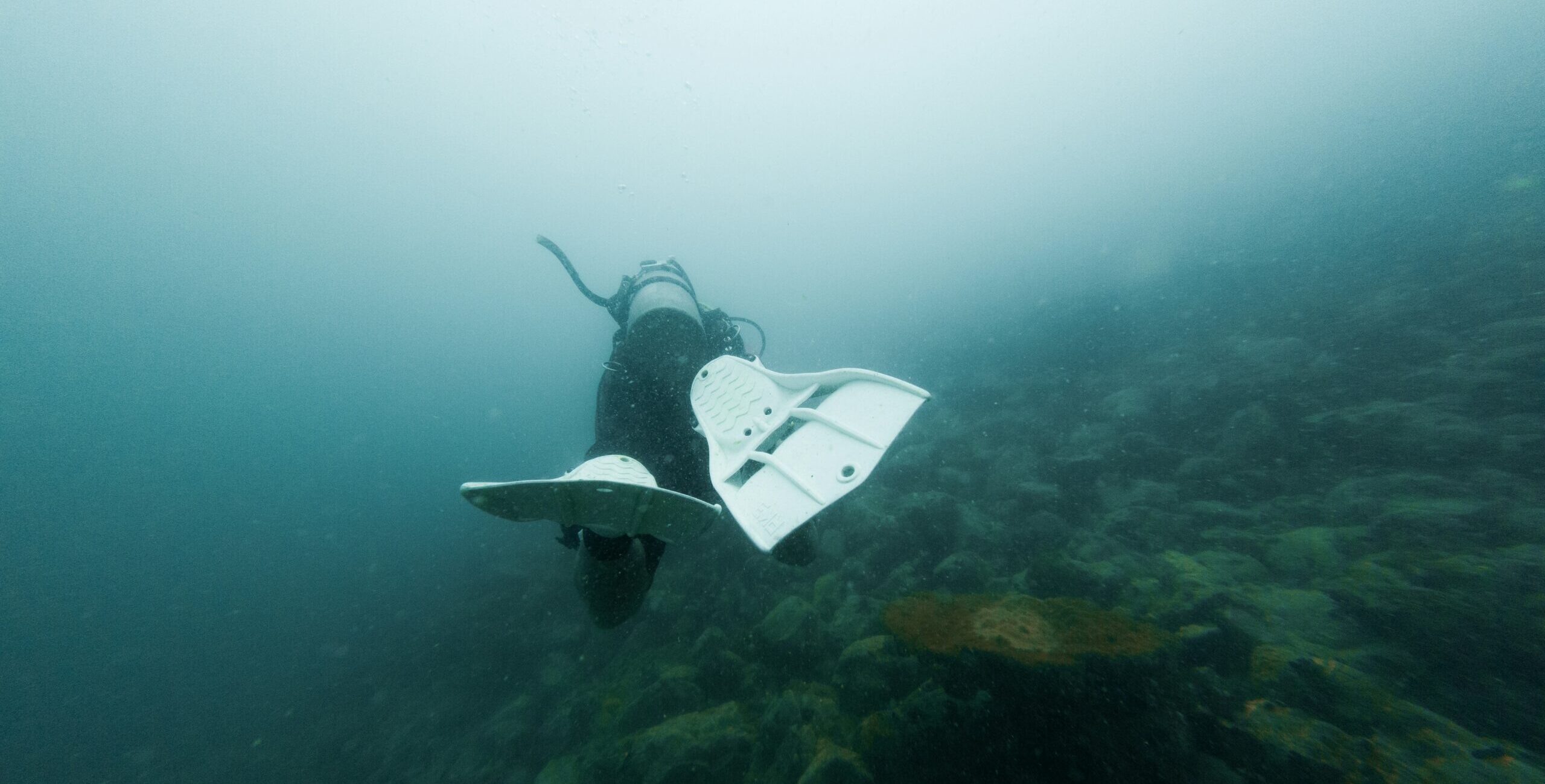 潛水攝影師在海中拍攝海洋生物 — Photo from Unsplash